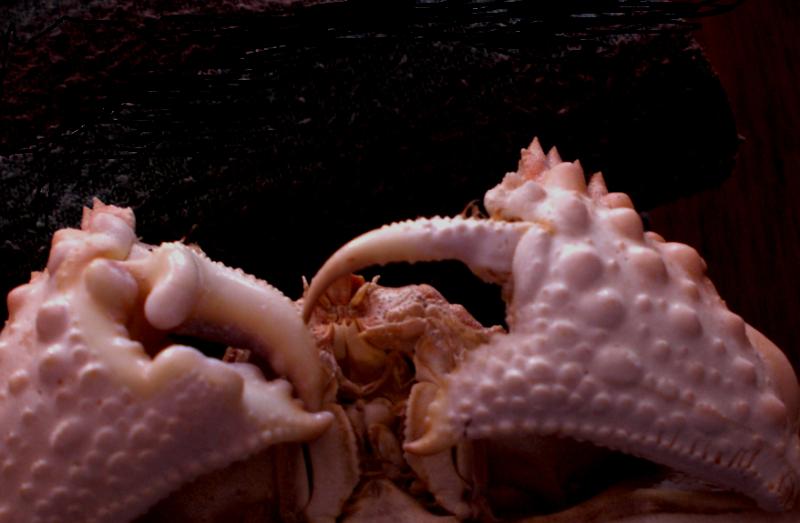 Calappa aff. tuberculata T.F.C. chelipeds.bmp